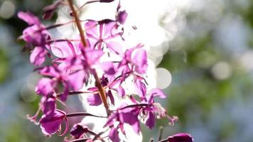 Bumble Bee On Fireweed video