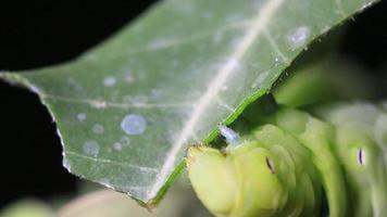 Caterpillar Eating a Leaf