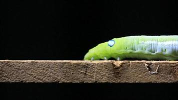 Caterpillar walking on a wood stick to the right video