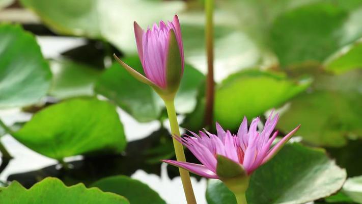 百合花影片