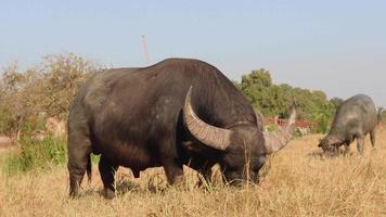 svart buffel som äter gräs video