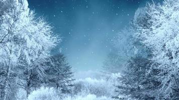 bevroren bomen en sneeuw video