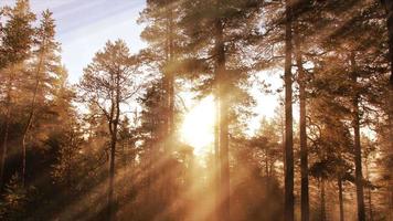 sonniger Herbstwaldhintergrund video