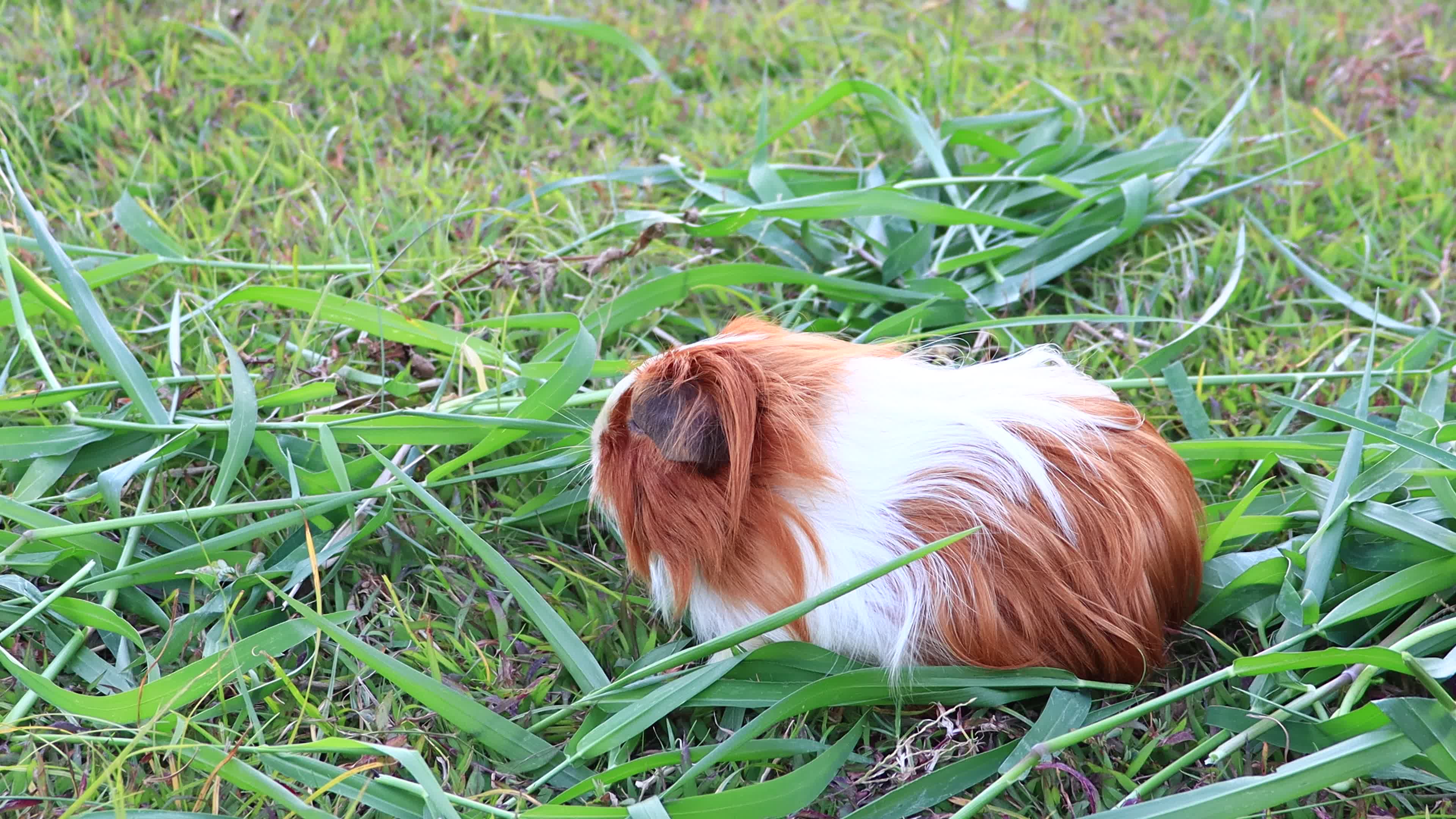 Scared Guinea Pig on the Grass 1626966 Stock Video at Vecteezy