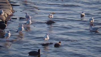 lindas gaivotas e patos de lona na costa