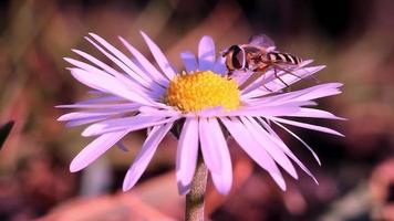 Abeja recolectando néctar de una hermosa flor de margarita video