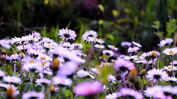 Beautiful Oxeye Daisy Flowers In The Meadow video