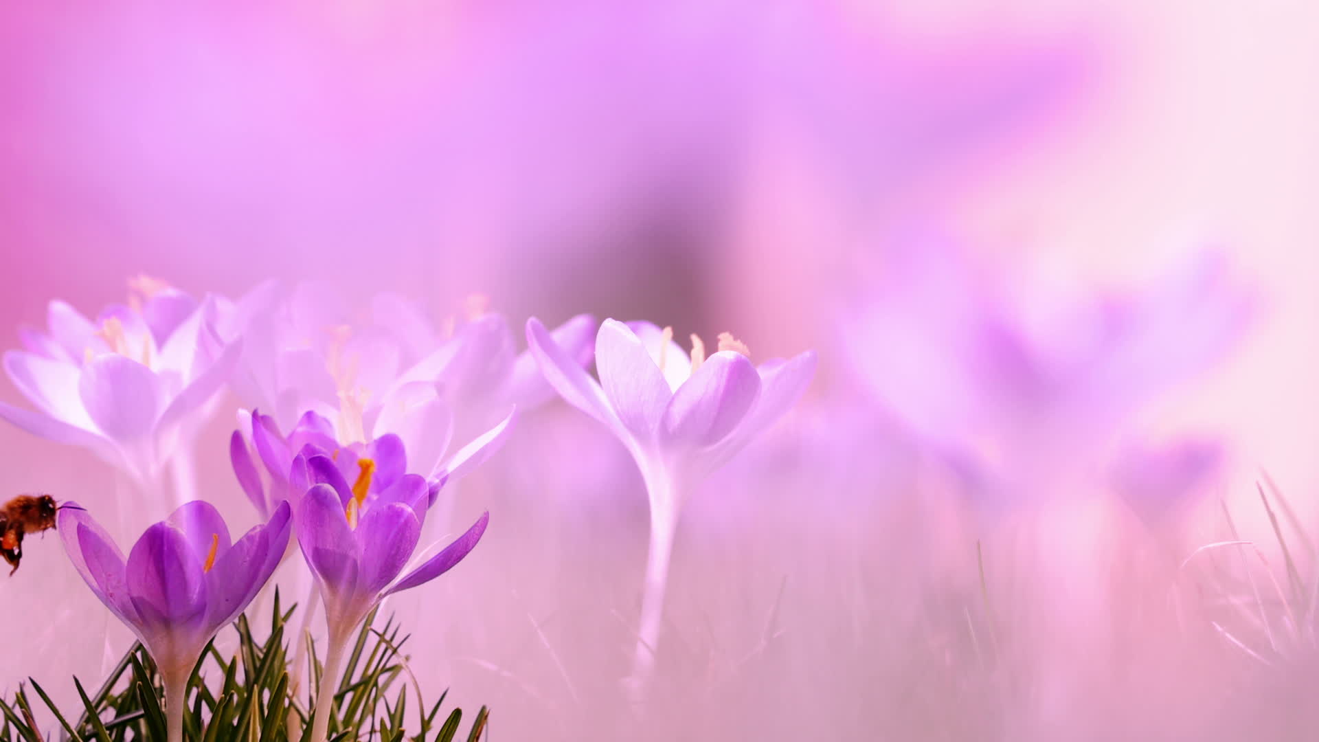 Crocus Flowers And Honey Bee 1627015 Stock Video at Vecteezy