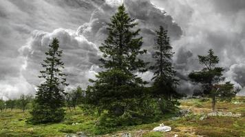 onweerswolken en bomen