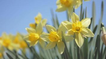 Open Yellow Daffodils video