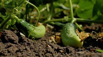 Getting Dark in a Cucumber Garden video