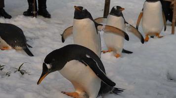 pinguins em pé na neve