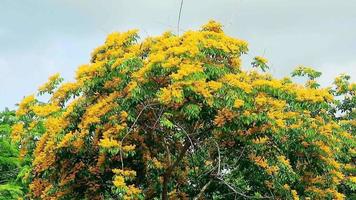 Birmanie padouk arbre en fleurs video