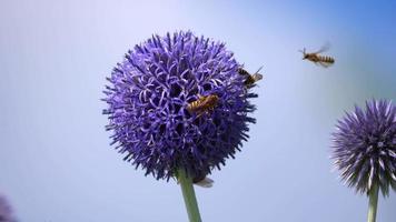 une abeille sur une fleur violette video