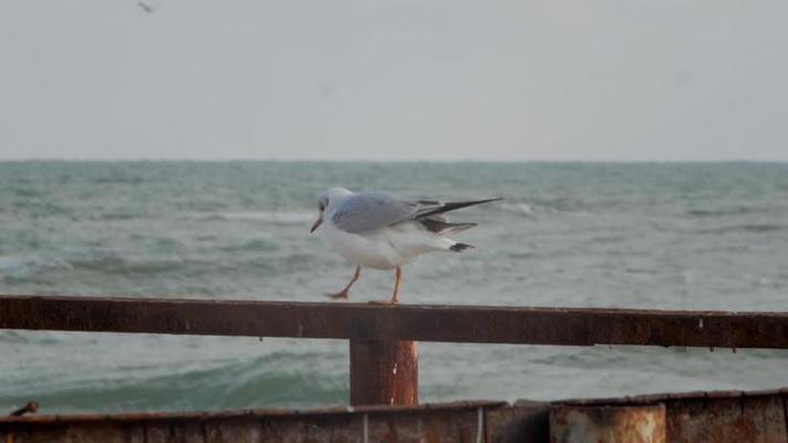 海鷗影片