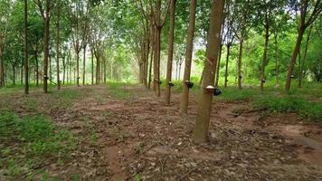 Rubber trees in Thailand video