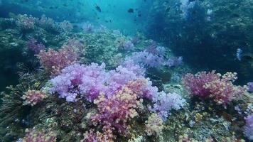 pinnacolo della barriera corallina di hin khao video