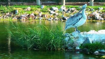 Animal Bird Pelican in Nature near the Water