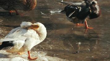 canards se baignant dans un étang gelé video