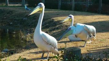 animais pássaros pelicanos na natureza perto da água video