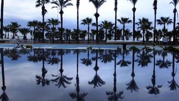 palmbomen en zwembad video