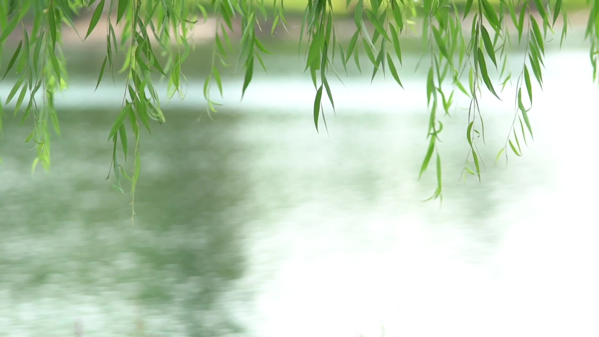 Willow Tree Stock Video Footage for Free Download