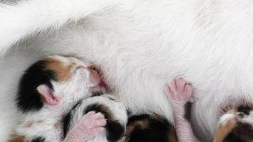 les chatons nouveau-nés boivent le lait de leur mère video