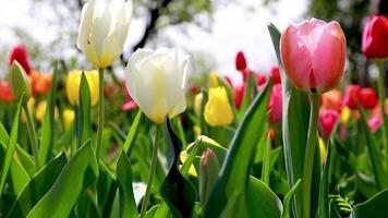 hermosos tulipanes de colores moviéndose con el viento