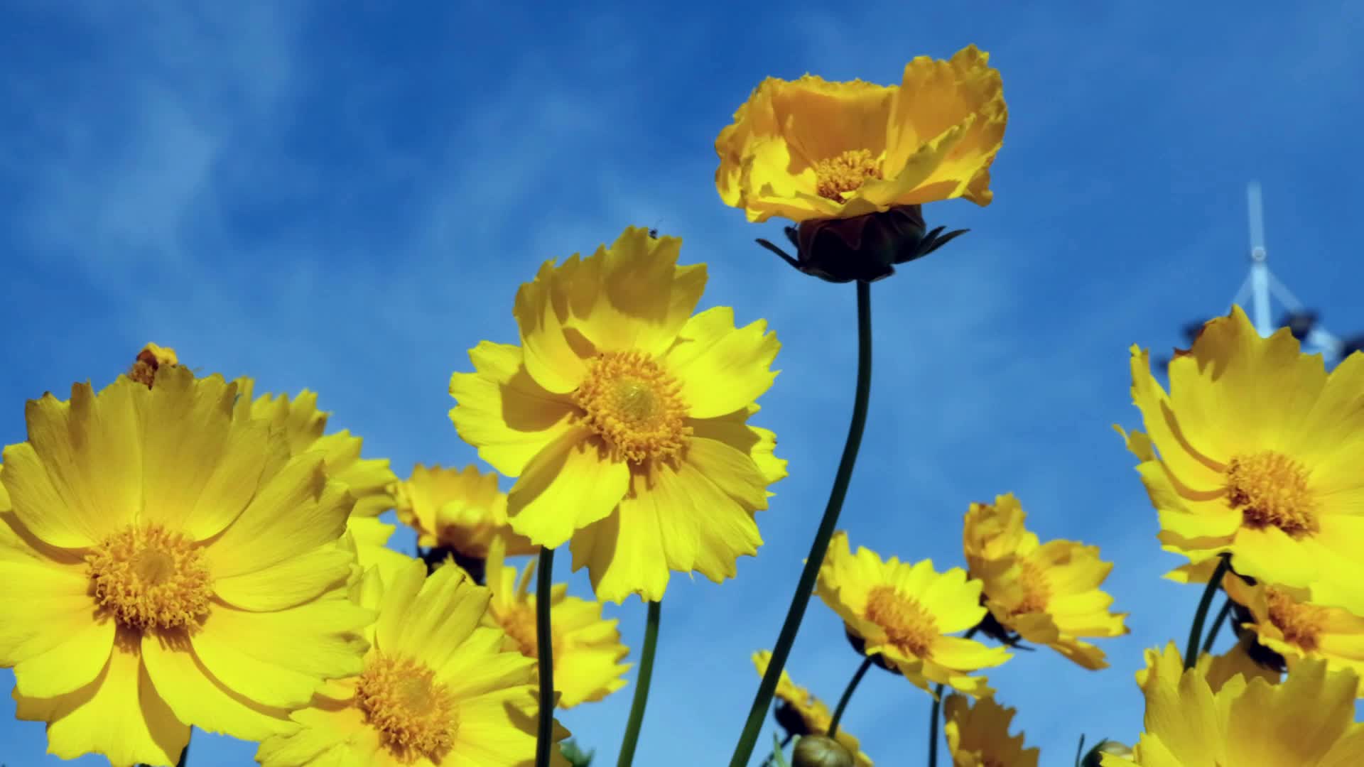 Bright yellow Tidy Tips flowers dancing in the wind 1627299 Stock Video