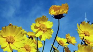 leuchtend gelbe ordentliche Spitzen Blumen, die im Wind tanzen video