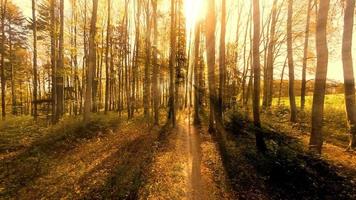 viajando a través de árboles en un bosque durante una puesta de sol brillante video