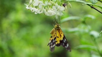 fjäril och vit blomma video