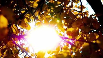 das helle Sonnenlicht durch die braunen, gelben Blätter eines Baumes video