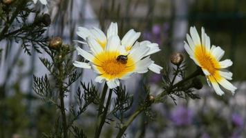 un insetto che si nutre del polline di un fiore giallo e bianco video