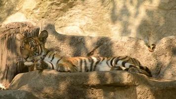 The tiger was resting alone. video