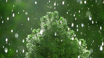 ein milder Regenschauer, der auf eine Pflanze fällt