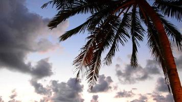 Palm with beautiful sky video