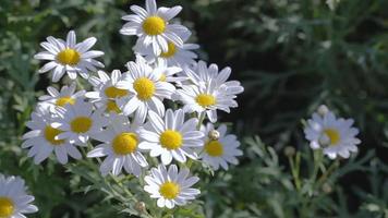 margherite bianche in giardino video