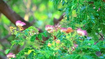 Regenbaum, ostindische Walnuss, Affenschote video
