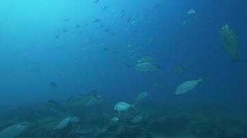 École de bluefishes nagent dans la mer bleue claire d'Antalya video