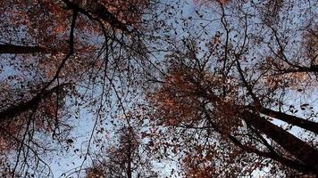 árboles girando en la temporada de otoño video