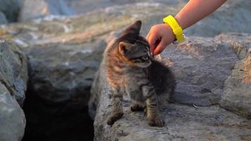 mignon chaton tigré joue avec un enfant video