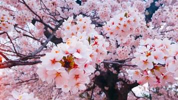 belles fleurs de cerisier se bouchent