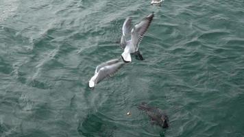 Las gaviotas y los cormoranes luchan por la comida. video