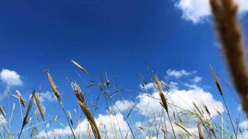 Grass flowers and summer sky video