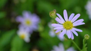 närbild av slätten blackfoot blomma video