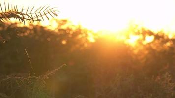 les rayons du soleil se reflètent sur l'arbre et la toile d'araignée video