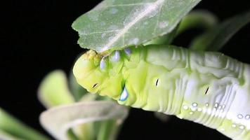 oruga comiendo un gran trozo de hoja video