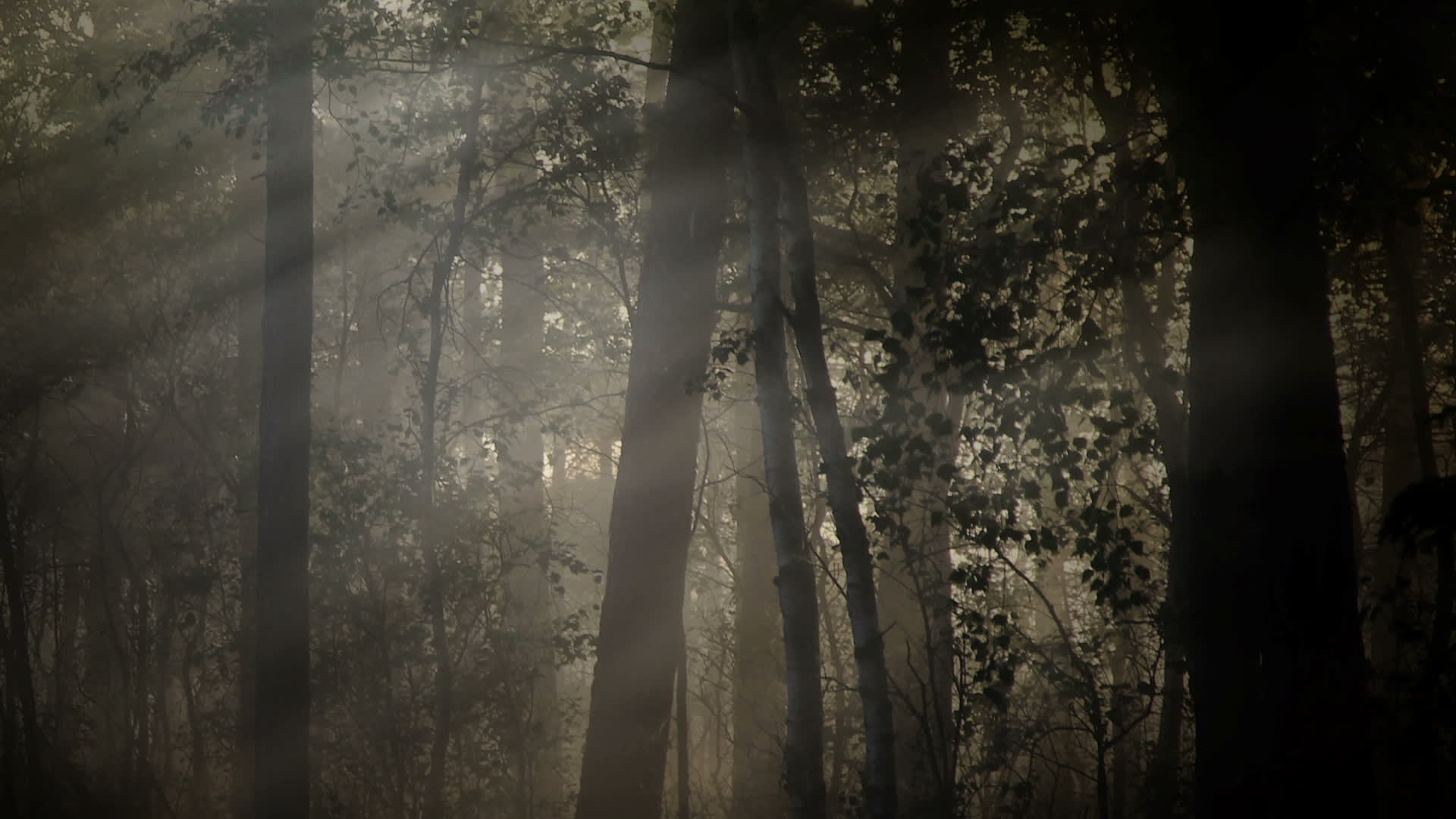 Dark Forest Background Stock Video Footage for Free Download