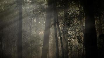 fond de forêt sombre brumeuse video